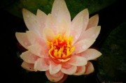 江西莲花在线最新爆料,揭秘莲花县重大事件背后真相